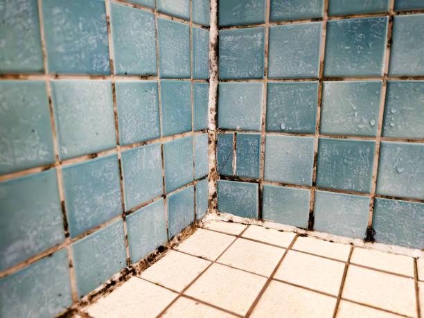 Best Asbestos and Lead Testing During Mold Inspection  in Azle, TX
