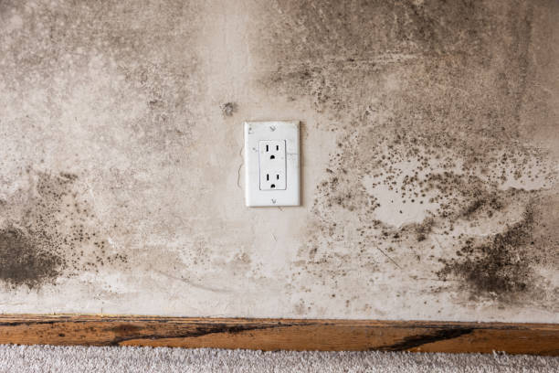 Best Mold Prevention Services  in Azle, TX