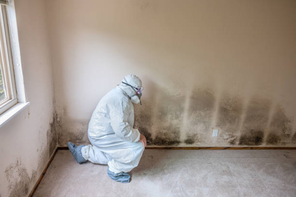 Best Emergency Mold Remediation  in Azle, TX