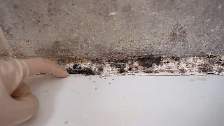 Best Mold Removal for HVAC Installations  in Azle, TX